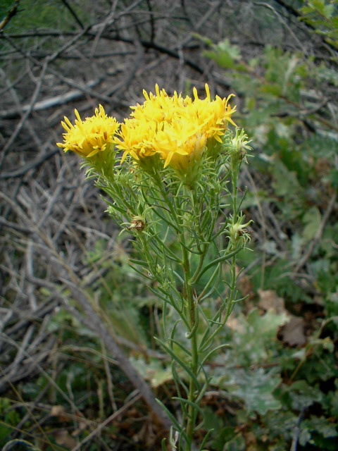Galatella linosyris (=Aster linosyris) / Astro spillo d''oro